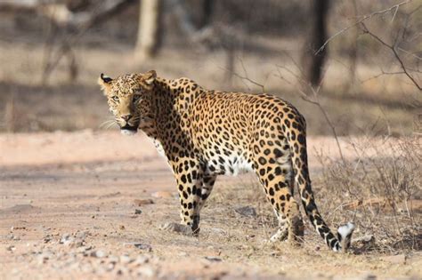 jaipur leopard park.